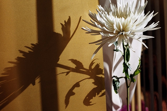 'Chrysanthemum No. 1' Print